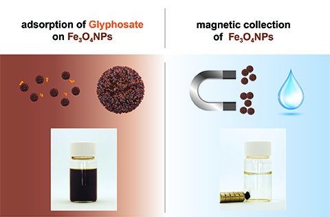 Towards entry "Team of researchers at FAU develops simple method for removing glyphosate from water"