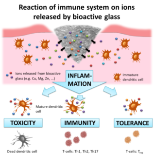 Towards entry "How does bioactive glass influence immune cells?"