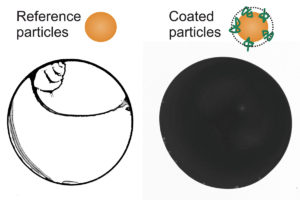 A liquid containing particles shows the characteristic drying pattern of a coffee ring (left). If the surface of the particles is modified with surface-active polymers, the dispersion dries in a homogeneous film (right).